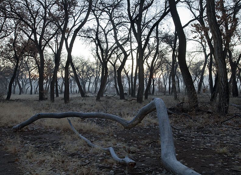 bosque