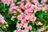 Begonias.jpg