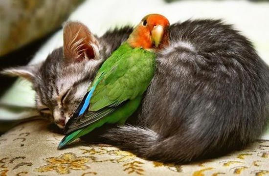 Cat-With-Parrot-Sleeping-Bird-Picture.jpg
