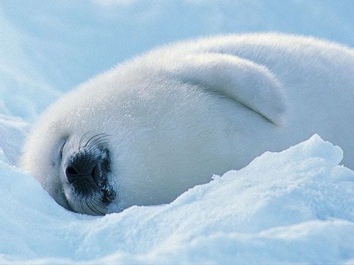 baby seal.jpg