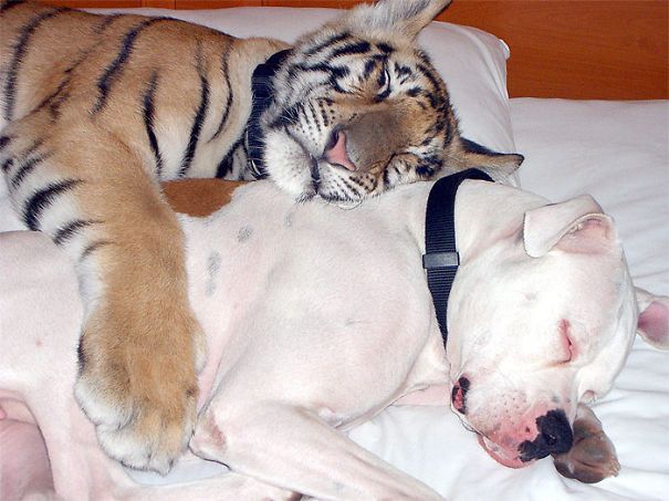unlikely-sleeping-buddies-animal-friendship-211__605.jpg