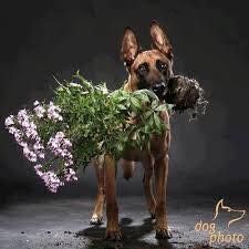 dog with flowers.jpg