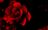 1107101-red-rose (1).jpg
