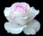 e5e44aee24df48127d365fb4281664ef--white-roses-white-flowers.jpg