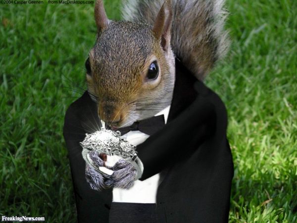 Proposing-Rodent-12761.jpg