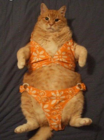 Cat Bikini.jpg