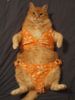 Cat Bikini.jpg