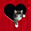 heart cat avatar.jpg