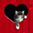heart cat avatar.jpg