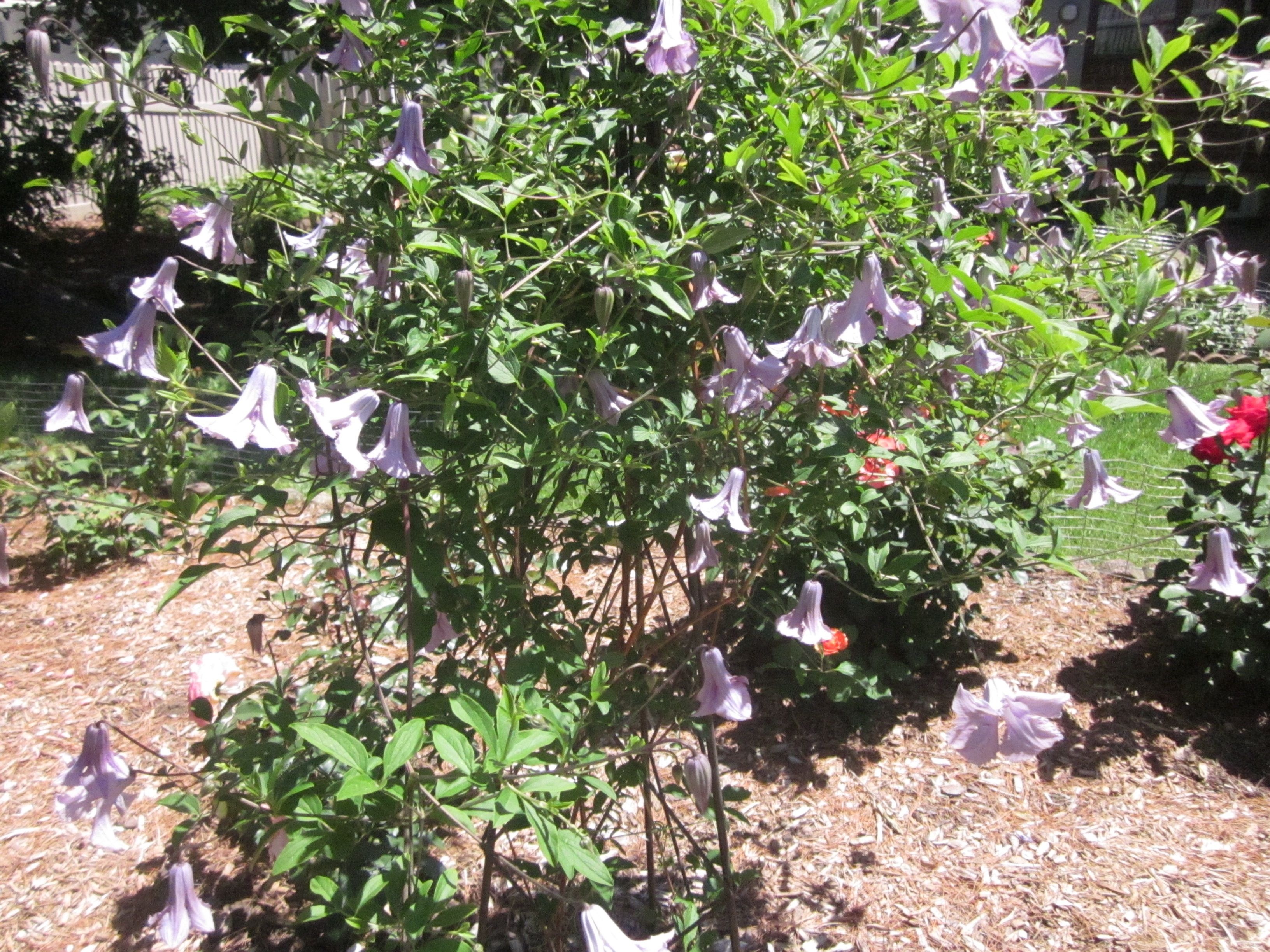 'Betty Corning' Clematis.JPG