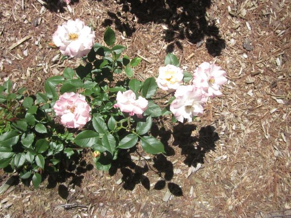 'Easter Basket' Floribunda3.JPG