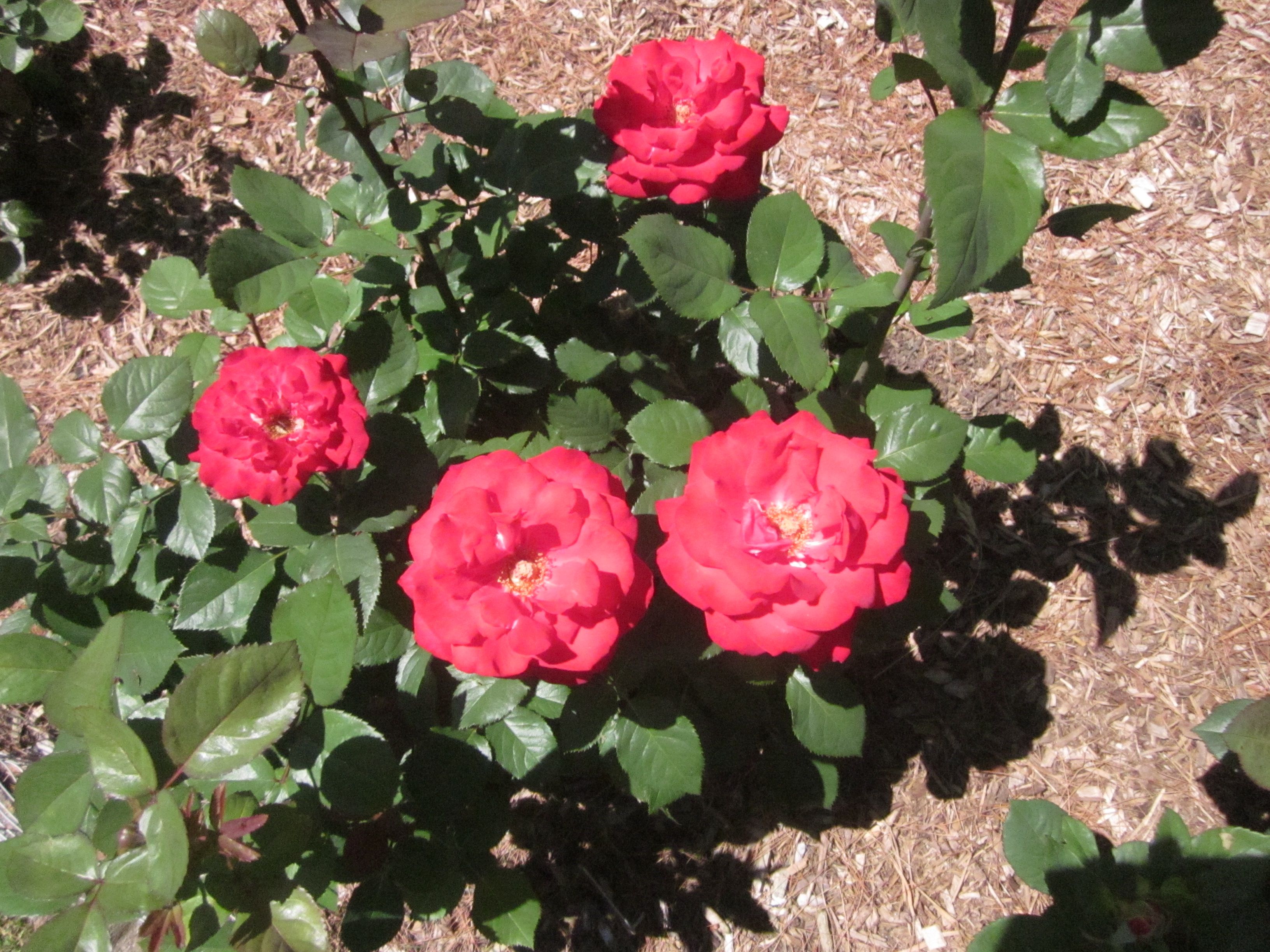 'Grande Amore' Hybrid Tea.JPG