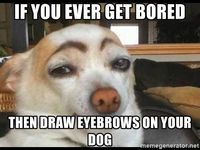 if-you-ever-get-bored-then-draw-eyebrows-on-your-dog.jpg