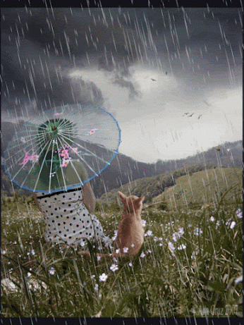 Summer Rain Cat!