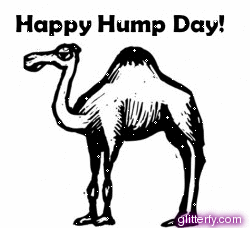 camel_hump_day.gif