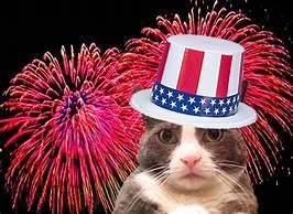 cat 4th of July.jpg