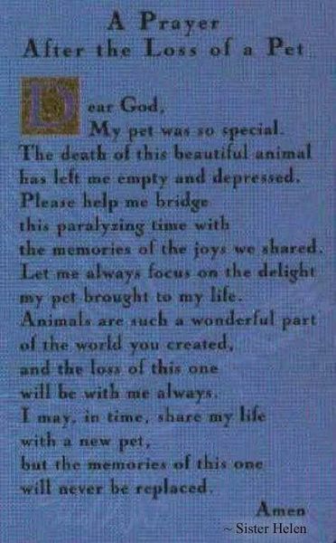 A prayer for the loss of a pet.jpg