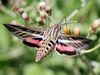 hummingbird-moth.jpg