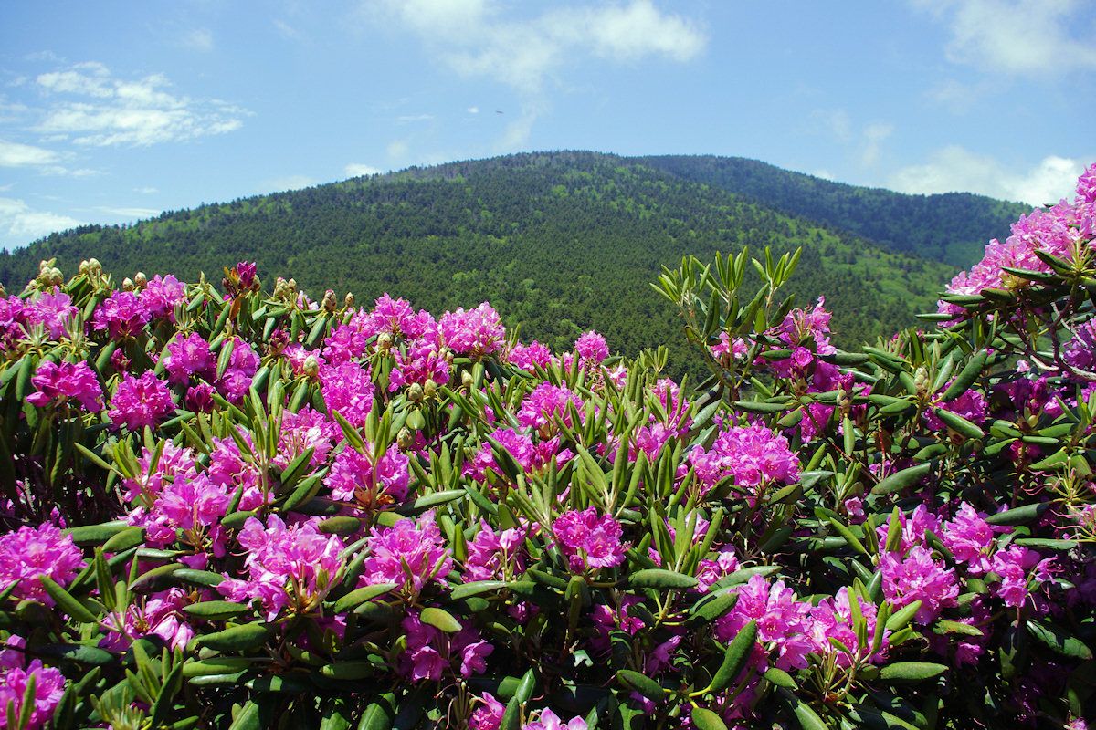 SmokyMtnFlowers.jpg