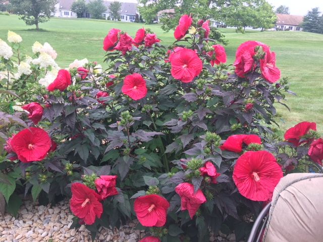 Mega Hibiscus just starting to bloom