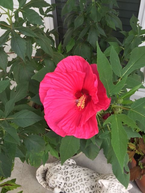 Hibiscus (2).jpg