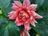 Dahlias - Dusty Rose border.jpg