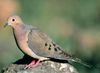 bird_sounds_and_songs2-mourning_dove-us_fish_and_wildlife_wikimedia_commons.jpg