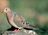bird_sounds_and_songs2-mourning_dove-us_fish_and_wildlife_wikimedia_commons.jpg