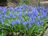 Grape Hyacinth - a bunch.jpg