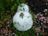 Halloween white pumpkins in leaves 2018.jpg