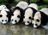 baby-panda-brothers-picture_383830218.jpg