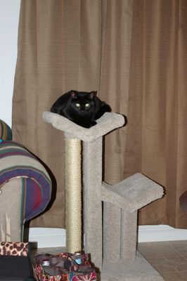 cat tree.jpg