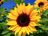 Sunflowers.jpg