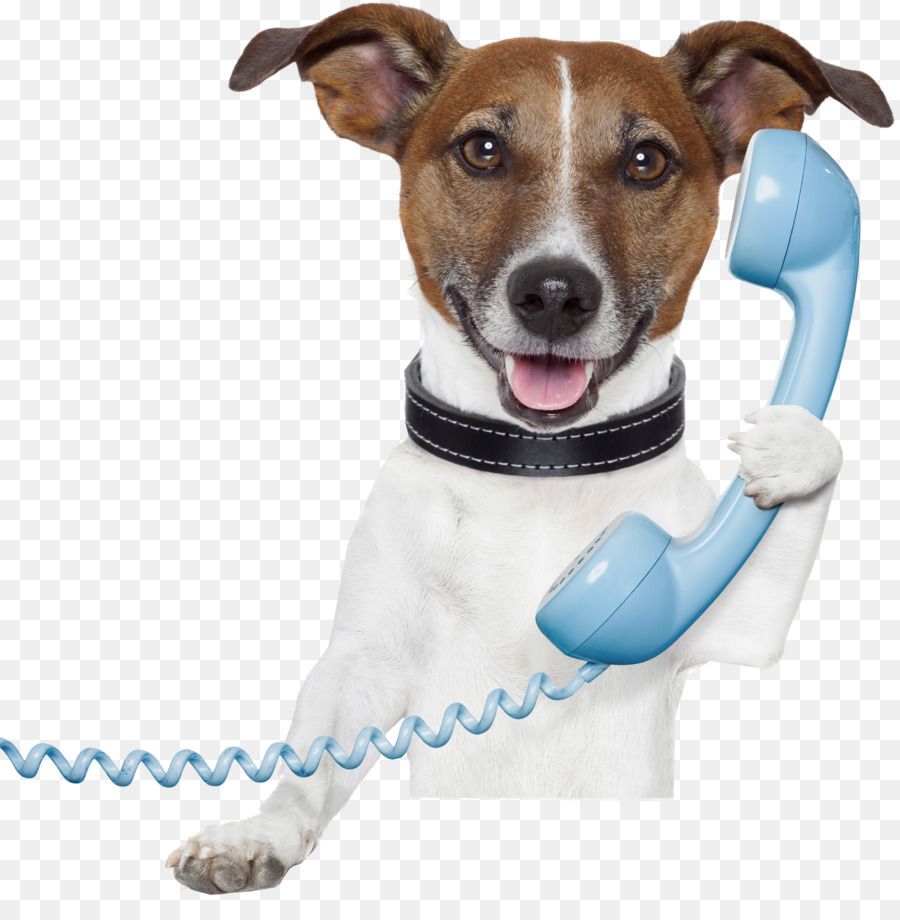 dog on phone.jpg