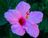 Purple Hisbiscus.jpg