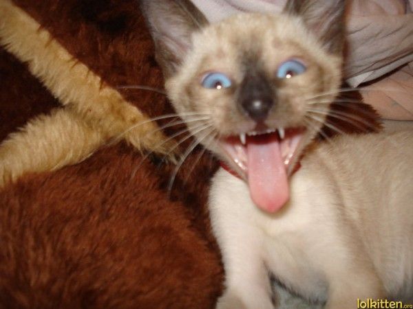 funny-cat-lolcat-gene-simmons-kiss-tongue-600x450.jpg