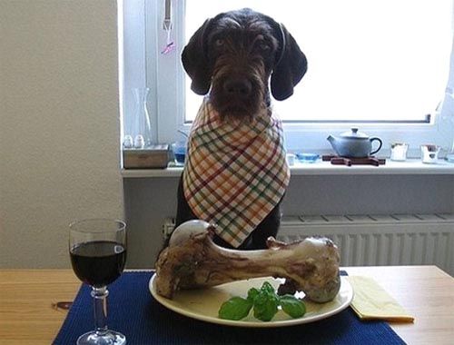 dog-dinner.jpg