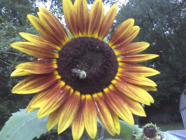 sunflower and bumblebee.jpg