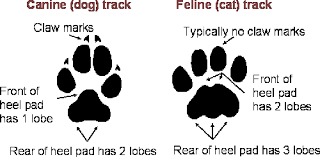 paws.png