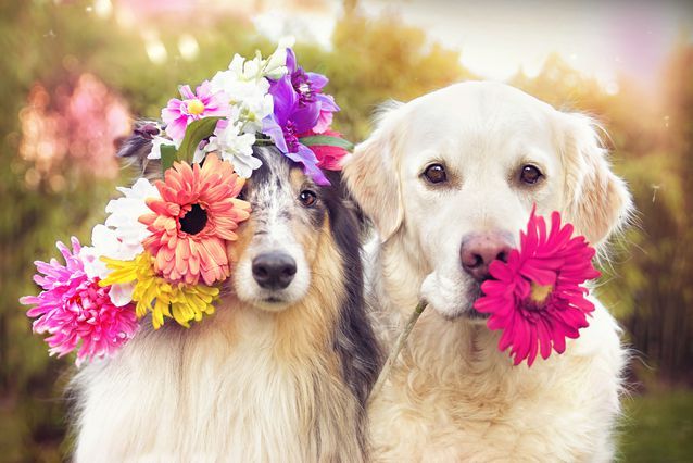 dogs with leis.jpg