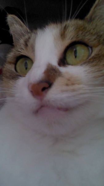 Callie close up.jpg