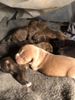 Puppies Dec 1st, 2018.jpg