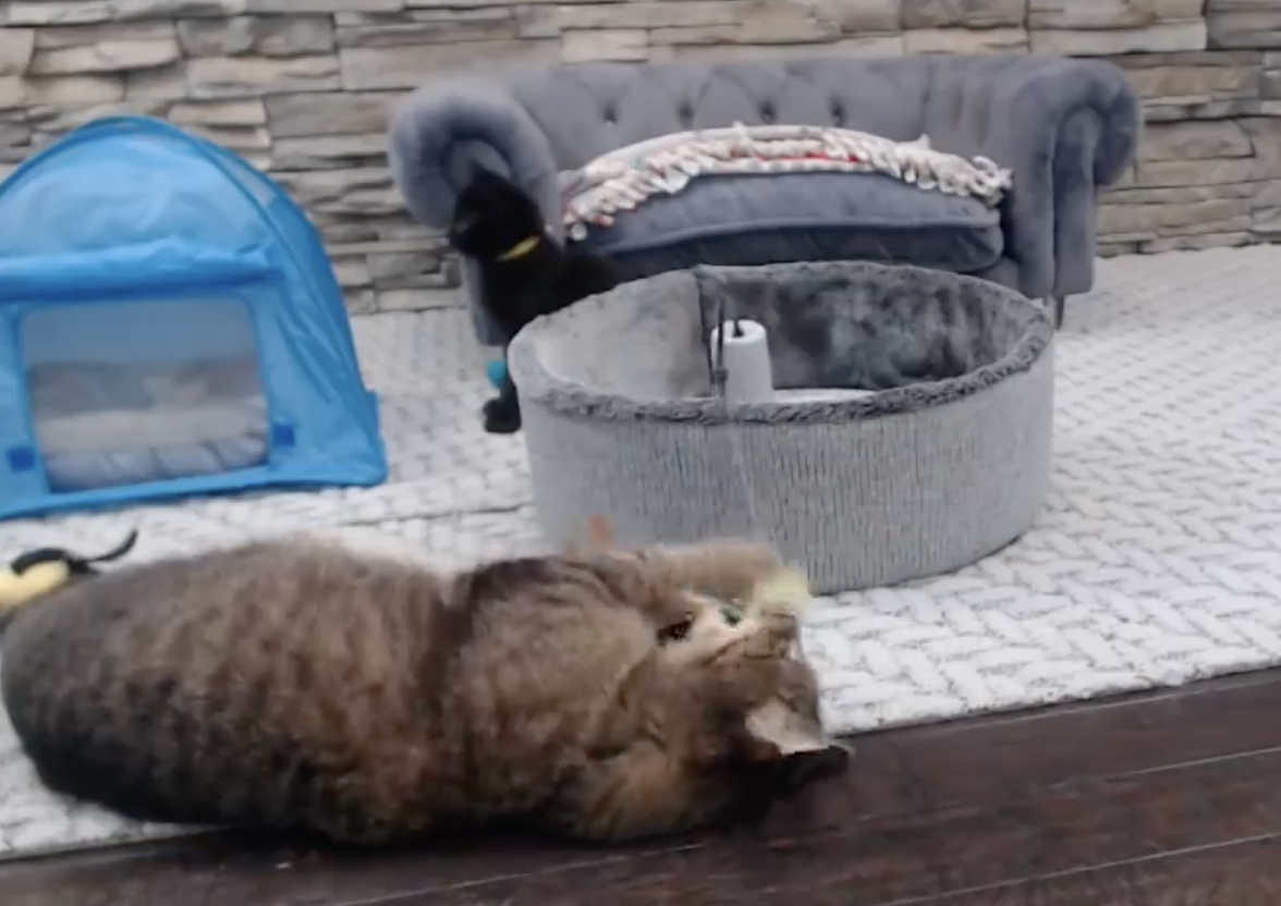 Screen Shot 2018-12-03 at 8.21.00 AM.png