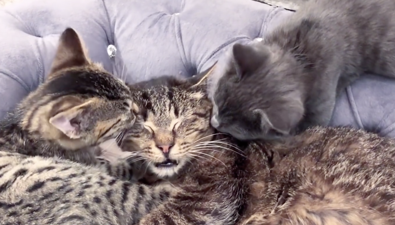 Screen Shot 2018-12-05 at 7.20.42 PM.png