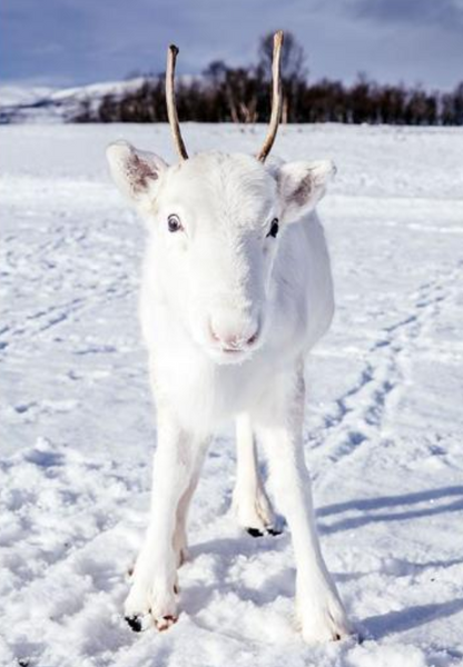 Rare White Reindeer.PNG