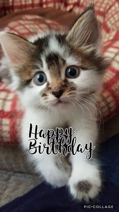 happy birthday cat.jpg