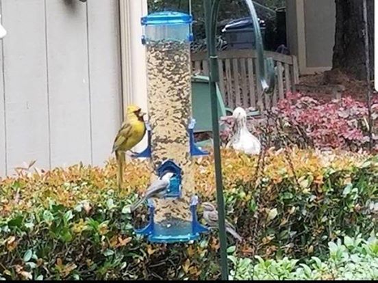 yellow-cardinal-georgia.htm