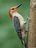 red bellied woodpecker.jpg