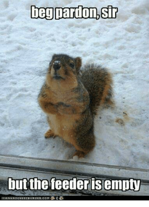 Dickens squirrel