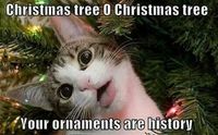 funny-christmas-cats-photos-13.jpg